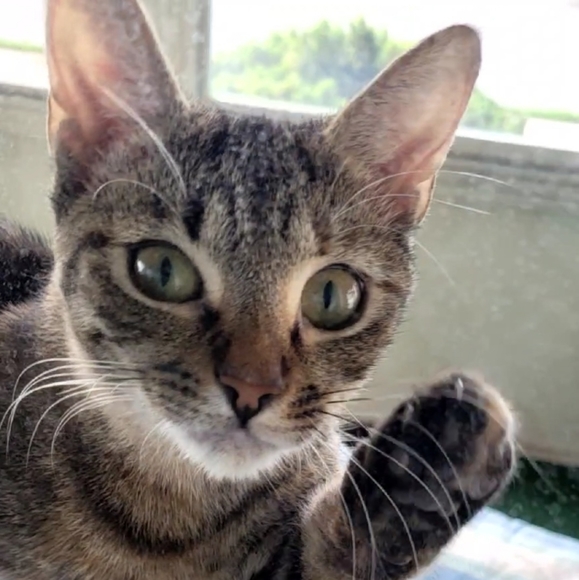 Meet your Posher....💖🐱 - Picture 2 of 10